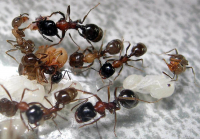 Messor denticulatus – простые в уходе красногрудые красавцы