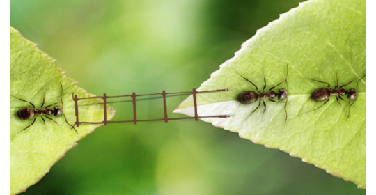 Собираем все необходимое, чтобы подготовить муравьиную ферму к заселению
