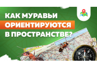 Плохо вижу, но отлично чувствую: как муравьи ориентируются в пространстве Плохо вижу, но отлично чувствую: как муравьи ориентируются в пространстве