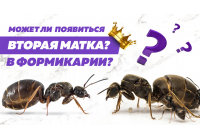 Игра престолов: есть ли место второй королеве в формикарии Игра престолов: есть ли место второй королеве в формикарии