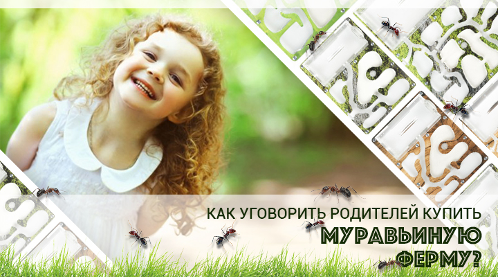 Отличные новости: уговорить родителей купить муравьиную ферму стало еще проще!